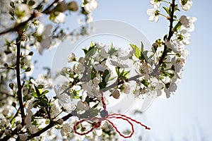 Martenitsa Tied to a blooming tree. Martisor. Baba Marta holiday.