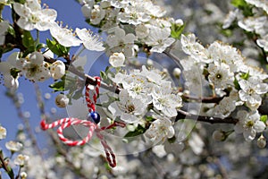 Martenitsa Tied to a blooming tree. Martisor. Baba Marta holiday.