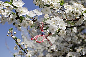 Martenitsa Tied to a blooming tree. Martisor. Baba Marta holiday.