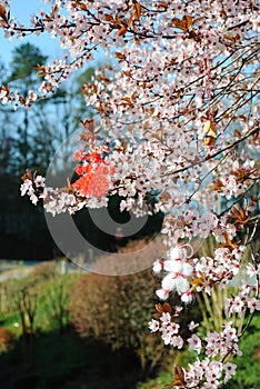 Martenitsas on flowering plum photo