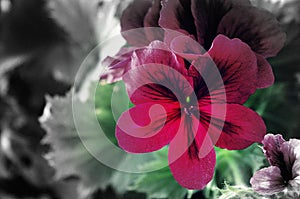 Martha Washington Geranium