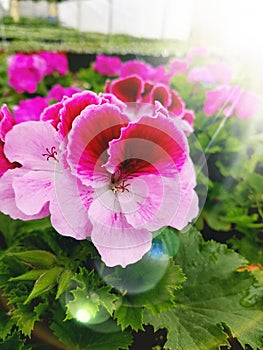 Martha Washington geranium