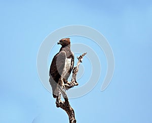 Martial Eagle