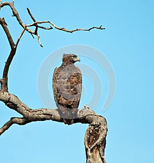 Martial Eagle