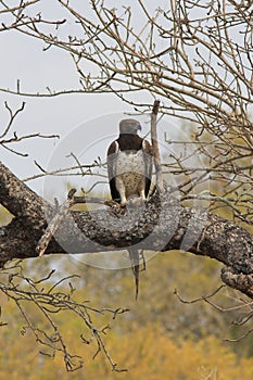 Martial Eagle