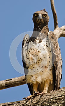 Martial Eagle