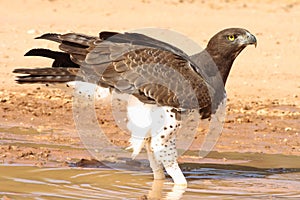 Martial Eagle