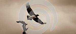 Martial Eagle