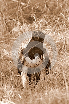 Martial Eagle