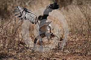 Martial Eagle