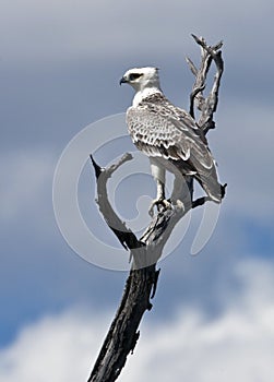 Martial Eagle - Botswana