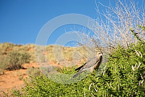 Martial Eagle in Botswana