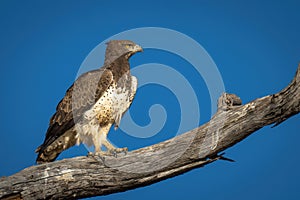 Martial eagle on branch against blue sky