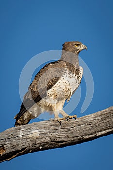 Martial eagle on branch with blue sky