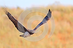 Martial Eagle carrying nesting material