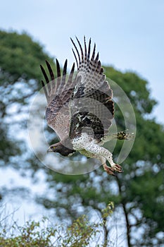 Martial eagle dives past trees lifting wings
