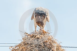 Martial eagle eating prey on communal bird nest