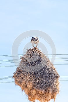 Martial eagle eating prey on communal bird nest