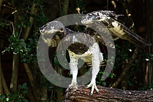 A Martial Eagle flapping it`s wings