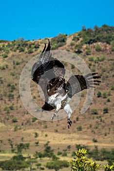 Martial eagle flies down with ridge behind