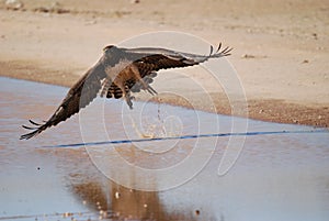 Martial Eagle in Flight