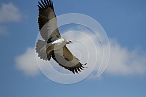 Martial Eagle In flight