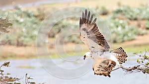 Martial Eagle, Juvenile souring overhead