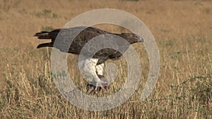 Martial eagle with a kill