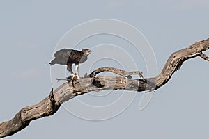 Martial Eagle kill Guinea Fowl