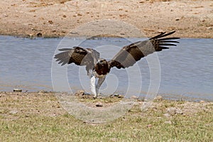 Martial Eagle in Kruger National Park