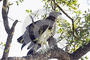 Martial Eagle in Kruger National park, South Africa