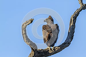 Martial Eagle in Kruger National park, South Africa