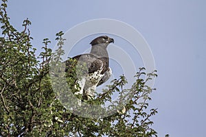 Martial Eagle in Kruger National park, South Africa