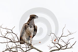 Martial Eagle in the Kruger National Park in South Africa