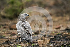 Martial Eagle in Kruger National park, South Africa