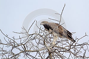 Martial Eagle in Kruger National park, South Africa