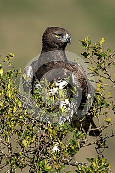 Martial eagle in leafy bush with catchlight photo