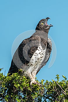 Martial eagle lifting head to yawn widely