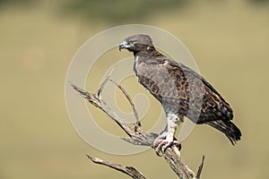 Martial eagle looks out from dead tree