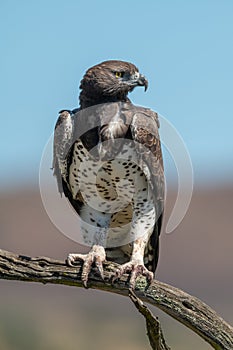 Martial eagle looks right from dead branch