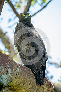 Martial eagle perched on branch looking out