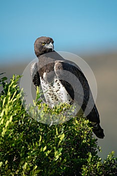 Martial eagle perched on bush turning head