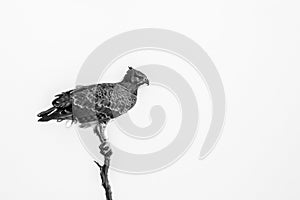 Martial Eagle perched isolated in white background