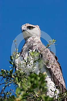 Martial Eagle