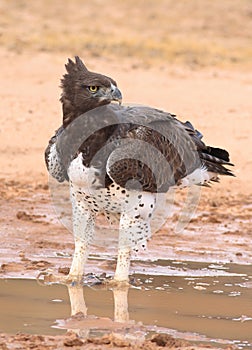 Martial Eagle (Polemaetus bell