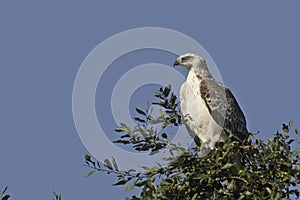 Martial Eagle {Polemaetus Bellicosus}