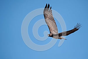 Martial Eagle (Polemaetus bellicosus)