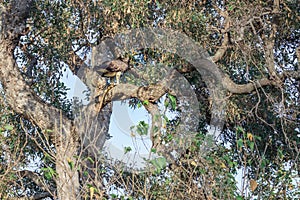 Martial eagle (Polemaetus bellicosus) eating a Common Water Monitor Lizzard (Varanus salvator)