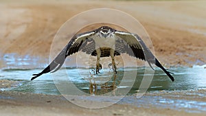 Martial Eagle (Polemaetus bellicosus) Kgalagadi Transfrontier Park, South Africa