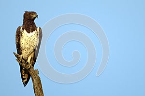 Martial Eagle (Polemaetus bellicosus)